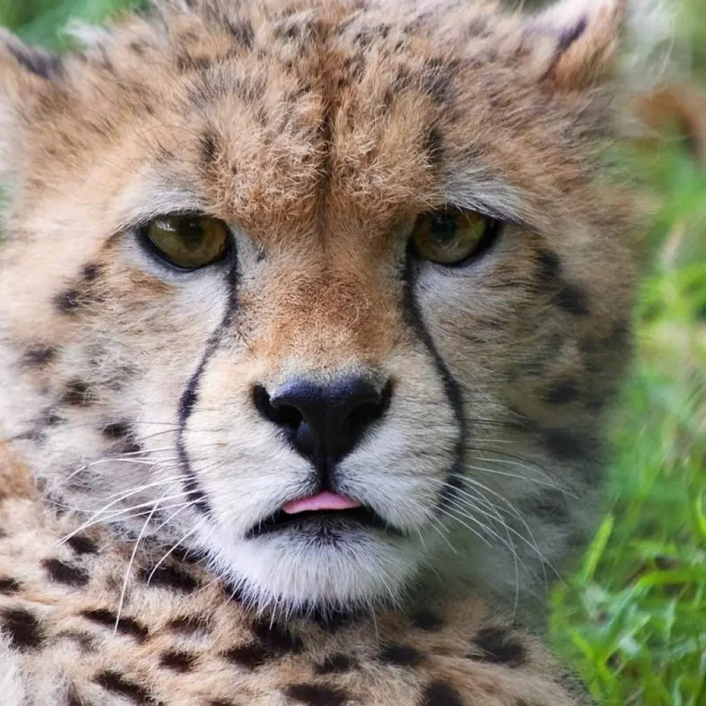 Explore Cape Town and the Garden Route for 9 days with Expat Explore Travel and discover unforgettable experiences - Photo 2