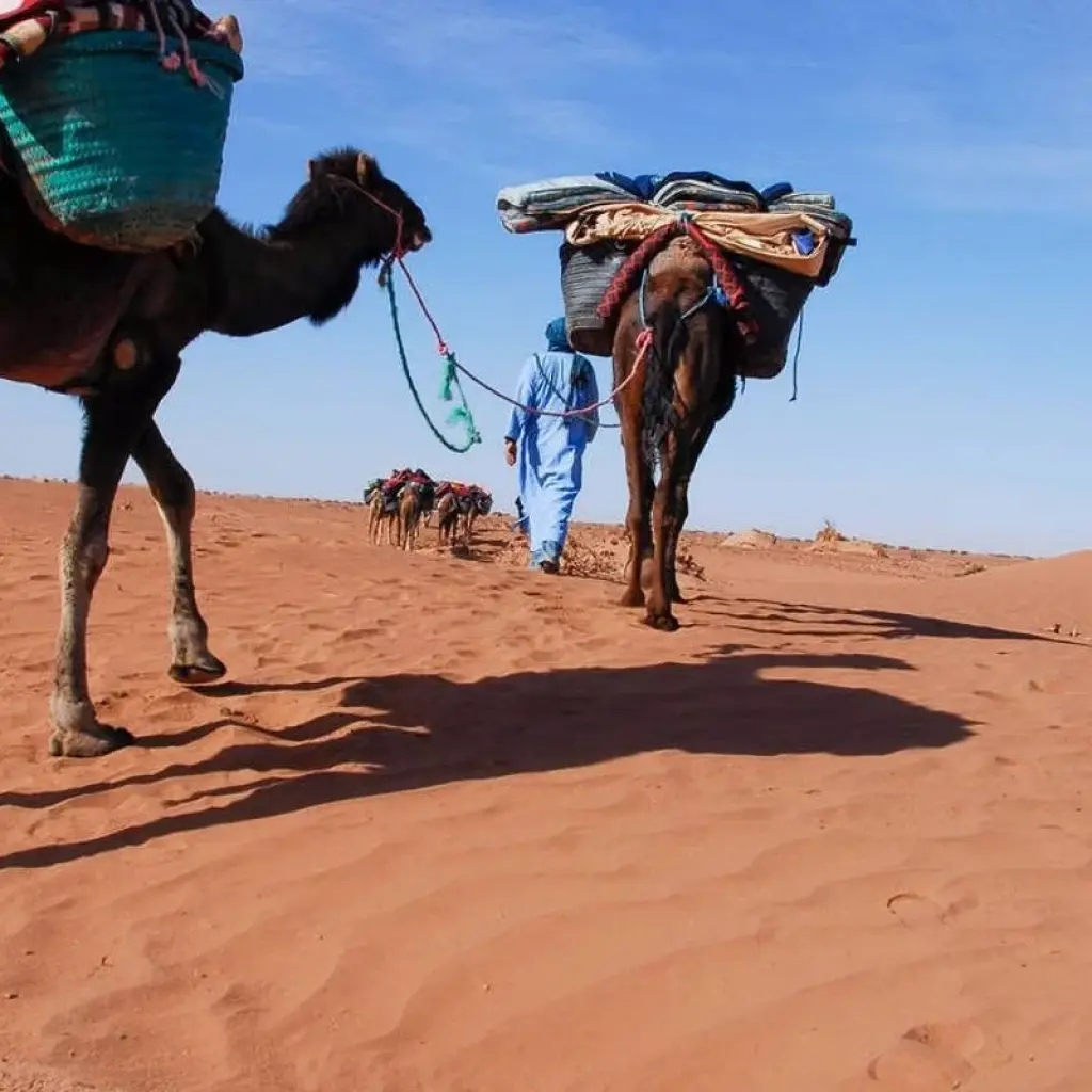 Explore 6 Days Camel Trekking from Marrakech to M'hamid & Erg Zaher Desert for 6 days with Explore Adventures Morocco and discover unforgettable experiences - Photo 2
