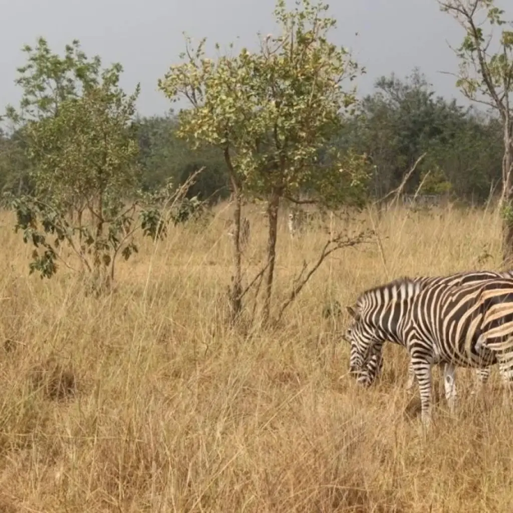Explore Volta to Nzulezu Tour in Ghana for 9 days with Eyali Tours and discover unforgettable experiences - Photo 2
