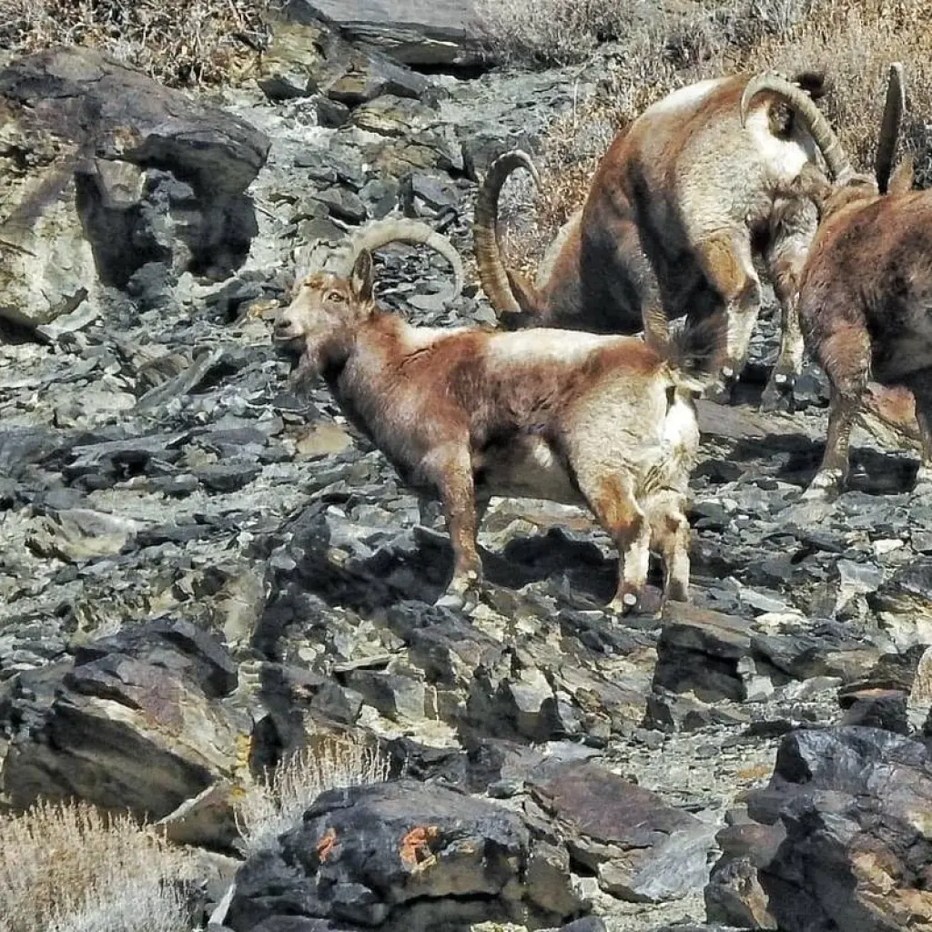 Explore Himalayan Ibex Trophy Hunting Hunza- Northern Pakistan for 9 days with Exploria and discover unforgettable experiences - Photo 2
