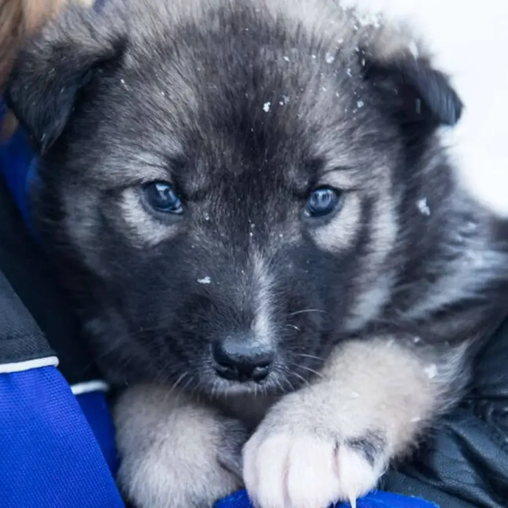 Explore Finnish Lapland Winter Adventure for 6 days with Explore! and discover unforgettable experiences - Photo 2