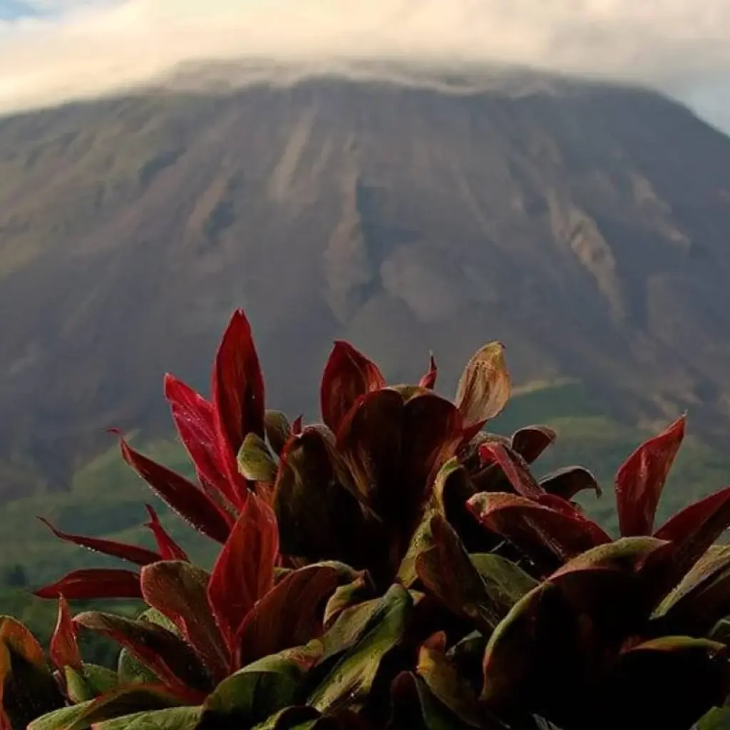 Explore Highlights of Costa Rica + Beach Extension for 10 days with Explore! and discover unforgettable experiences - Photo 2