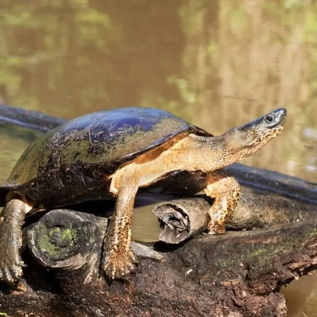 Explore Costa Rica Wildlife Tour (7 destinations) for 15 days with Explore! and discover unforgettable experiences - Photo 2