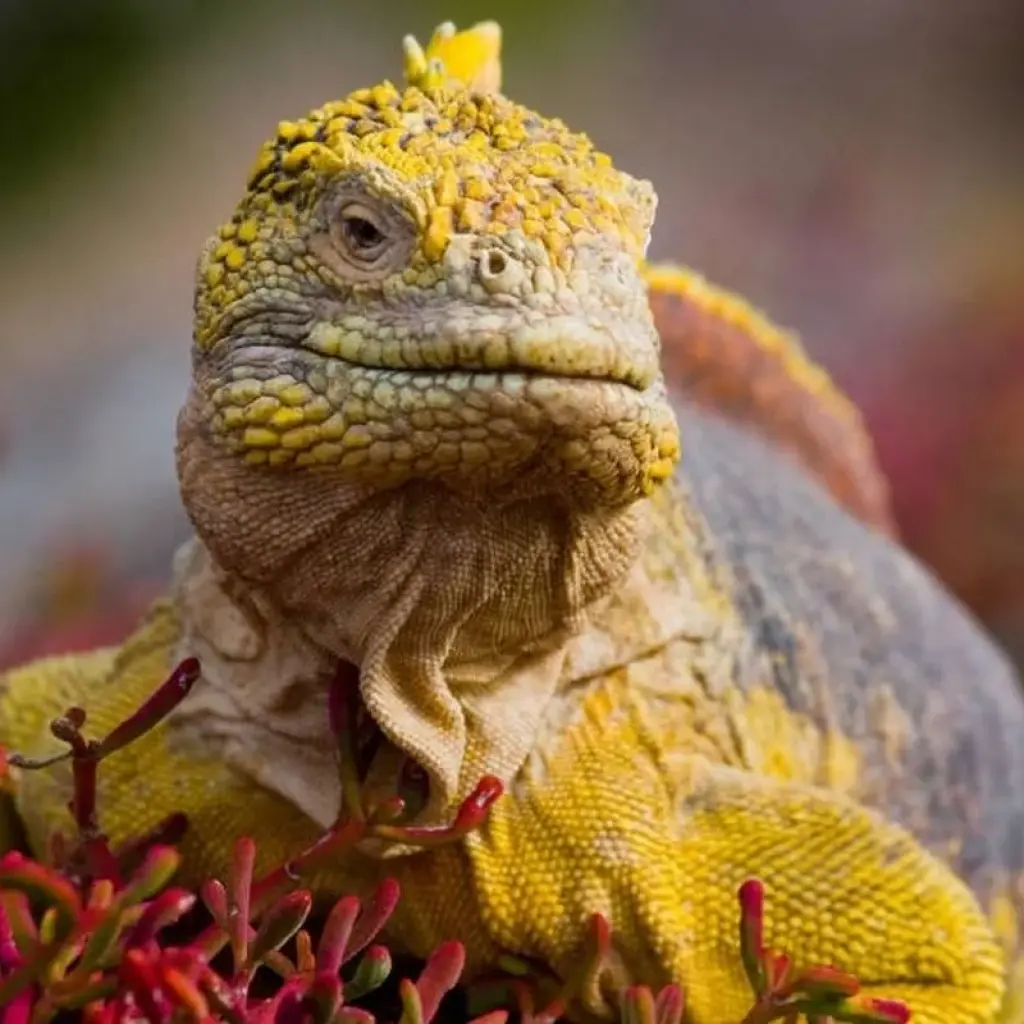 Explore Volcanoes and Galapagos for 15 days with Explore! and discover unforgettable experiences - Photo 2