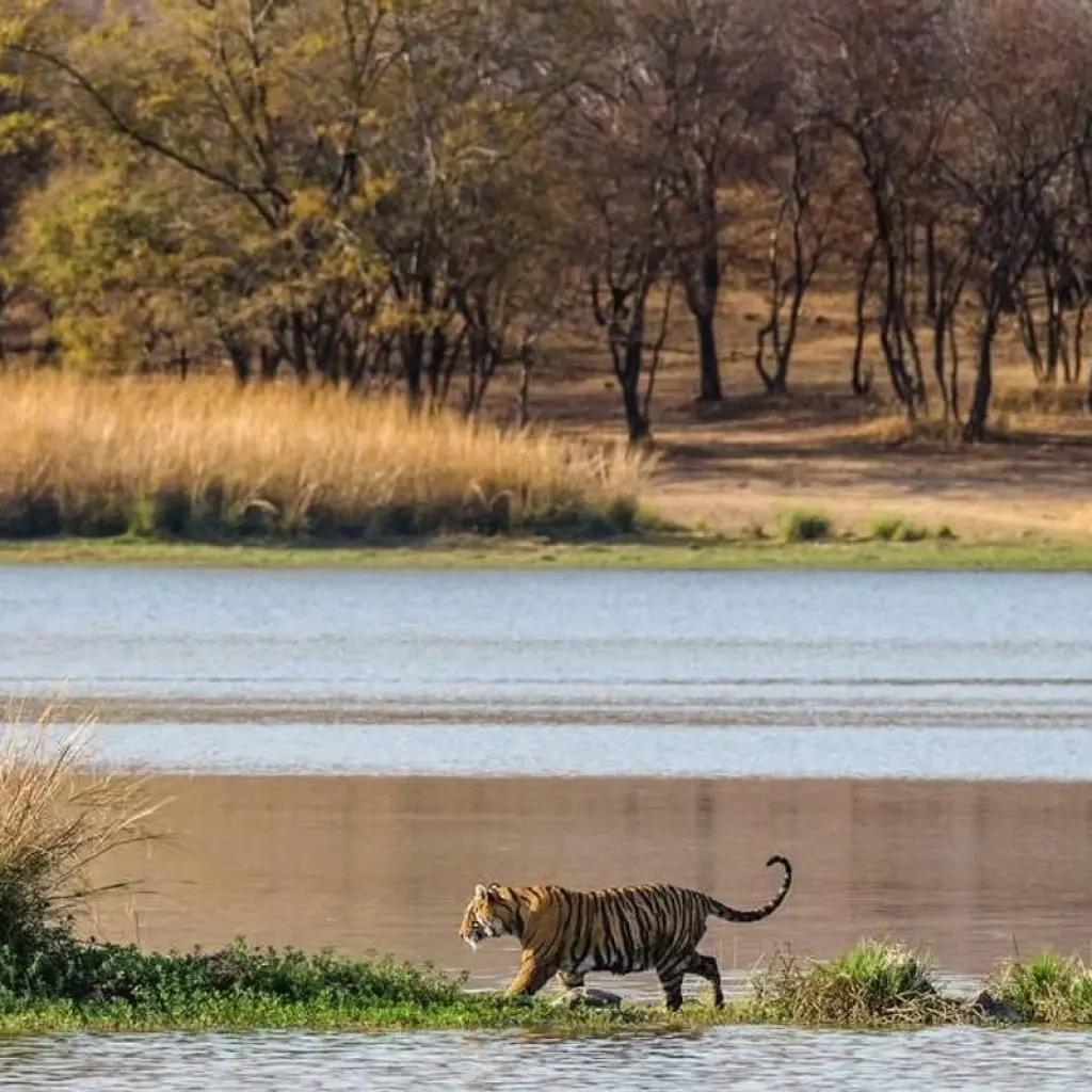 Explore Ranthambore Wildlife Extension for 4 days with Explore! and discover unforgettable experiences - Photo 2