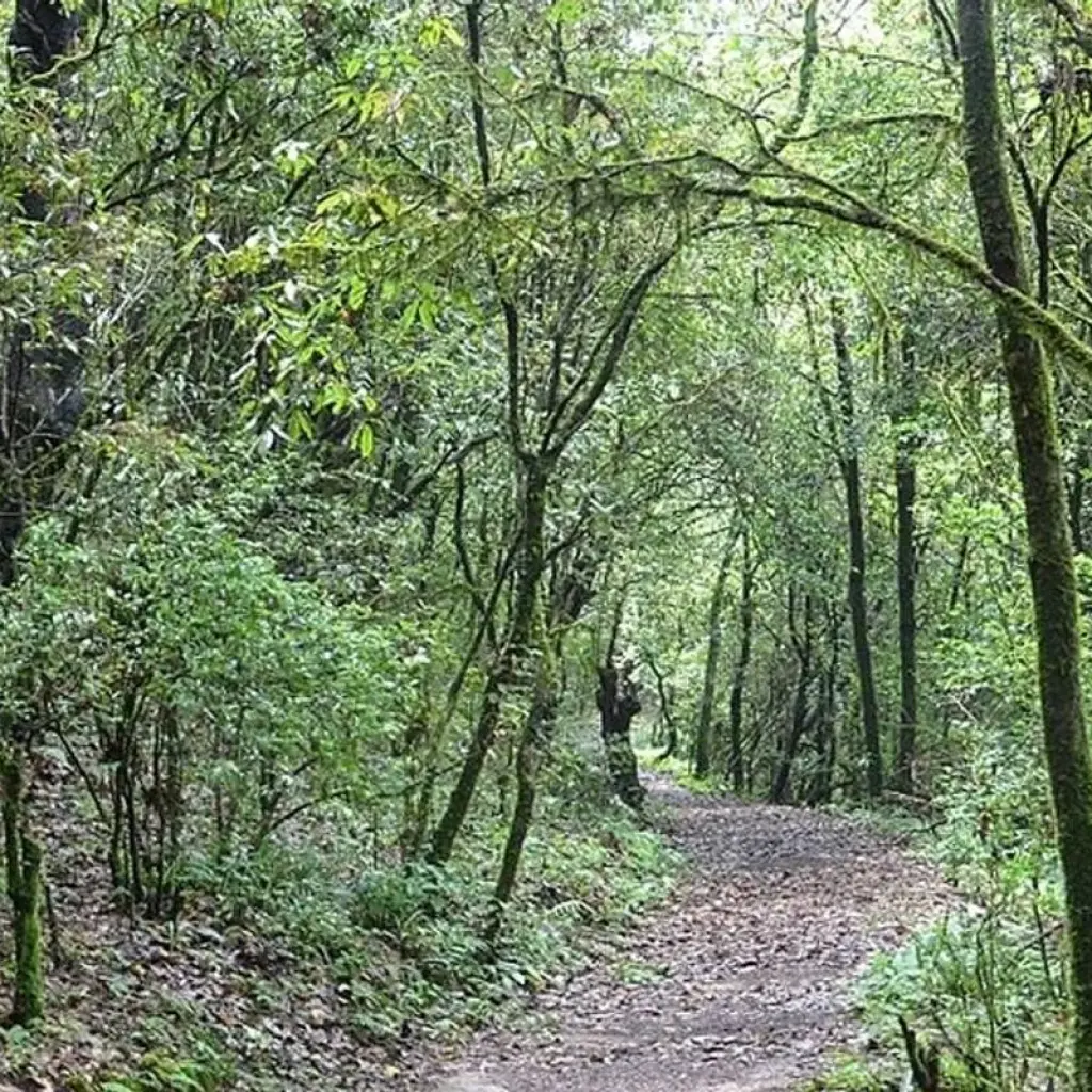 Explore Kathmandu Valley Ridge Trek – 4 Days for 6 days with Female Guide Holiday and discover unforgettable experiences - Photo 2