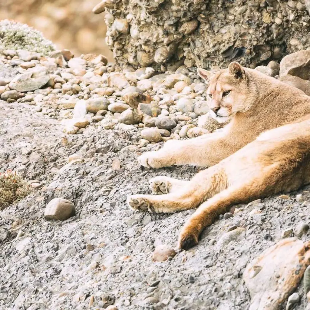 Explore Puma Tracking in Patagonia: 1-Day Wildlife Adventure in Torres del Paine for 1 days with FlashpackerConnect and discover unforgettable experiences - Photo 2