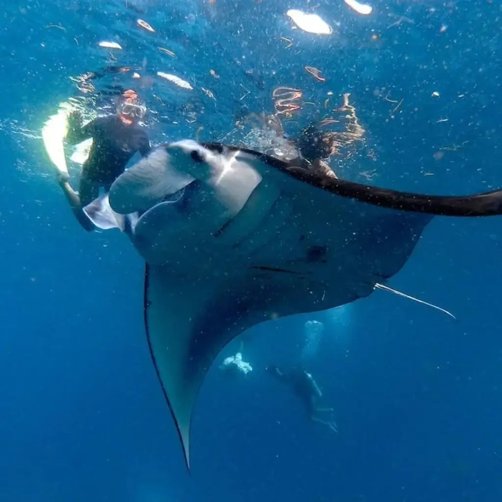 Explore Bali Wildlife Experience 3 Day Tour (Private & All-Inclusive) for 3 days with ForeverVacation and discover unforgettable experiences - Photo 2