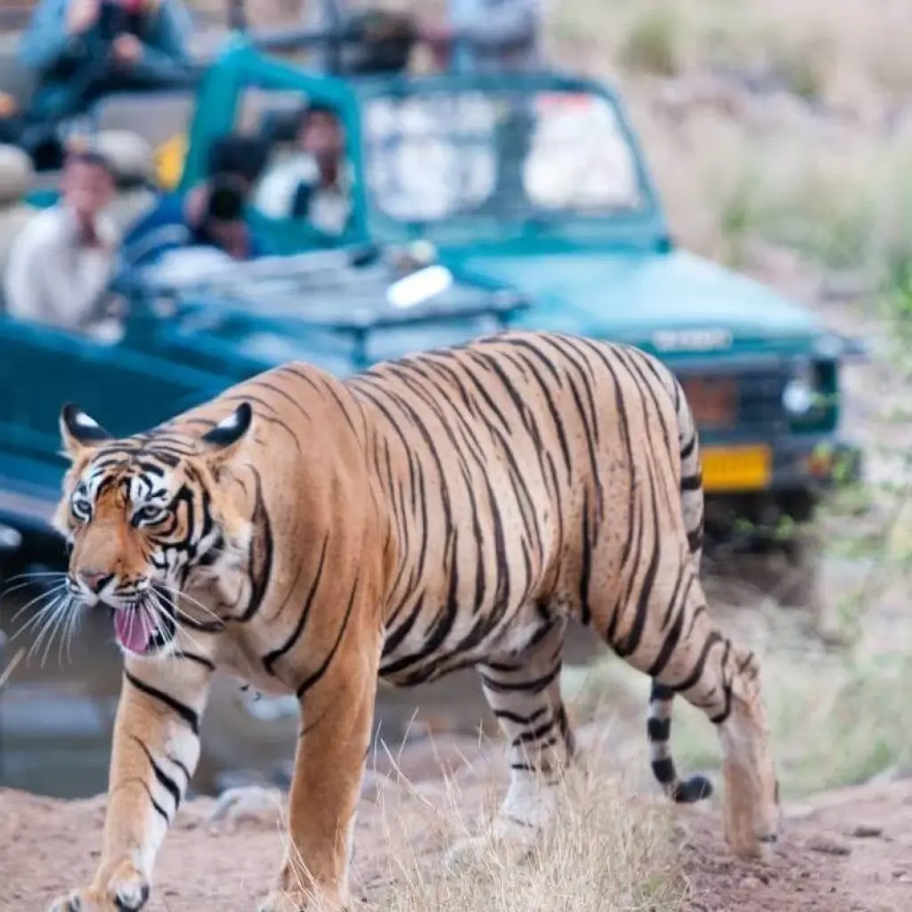 Explore Rajasthan Wildlife Tour From Delhi 9 Nights 10 Day's for 10 days with Fragrance of Taj and discover unforgettable experiences - Photo 6