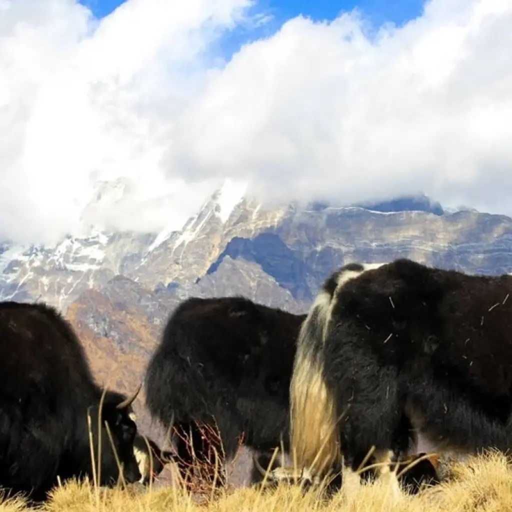 Explore 3 Day Mardi Himal Trek for 3 days with Frolic Adventure Pvt. Ltd. and discover unforgettable experiences - Photo 2