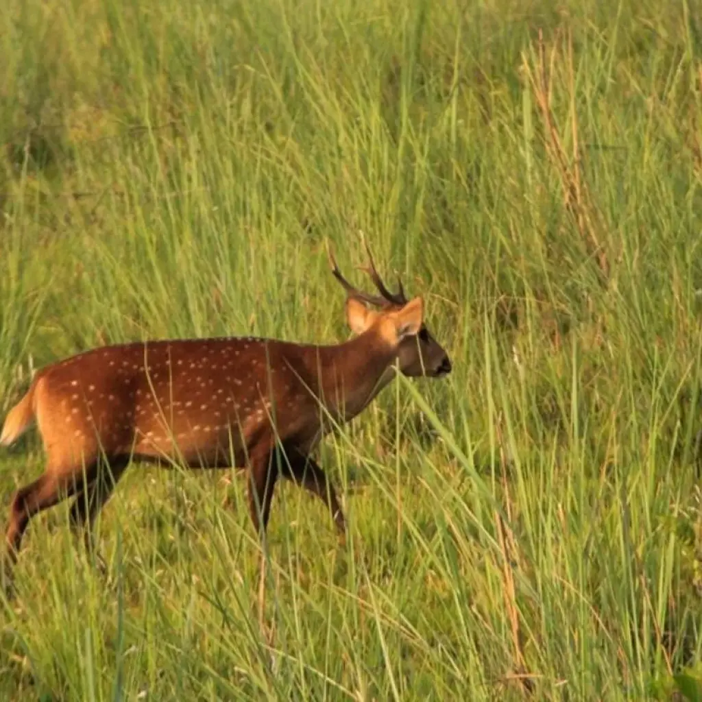 Explore Jungle Safari Tour in Nepal - 2 Nights 3 Days for 3 days with Frolic Adventure Pvt. Ltd. and discover unforgettable experiences - Photo 2