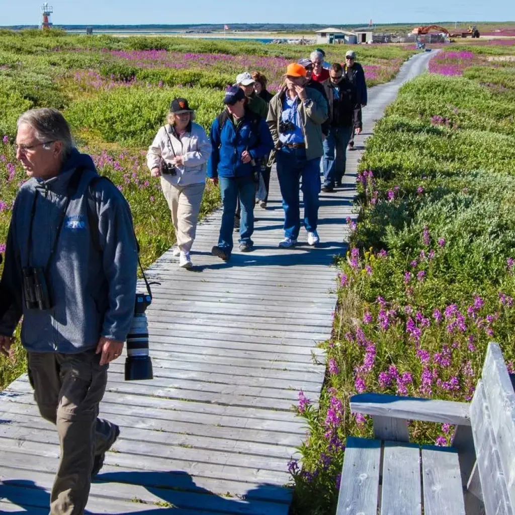 Explore Beluga Whales in Churchill Manitoba for 6 days with Frontiers North Adventures and discover unforgettable experiences - Photo 2