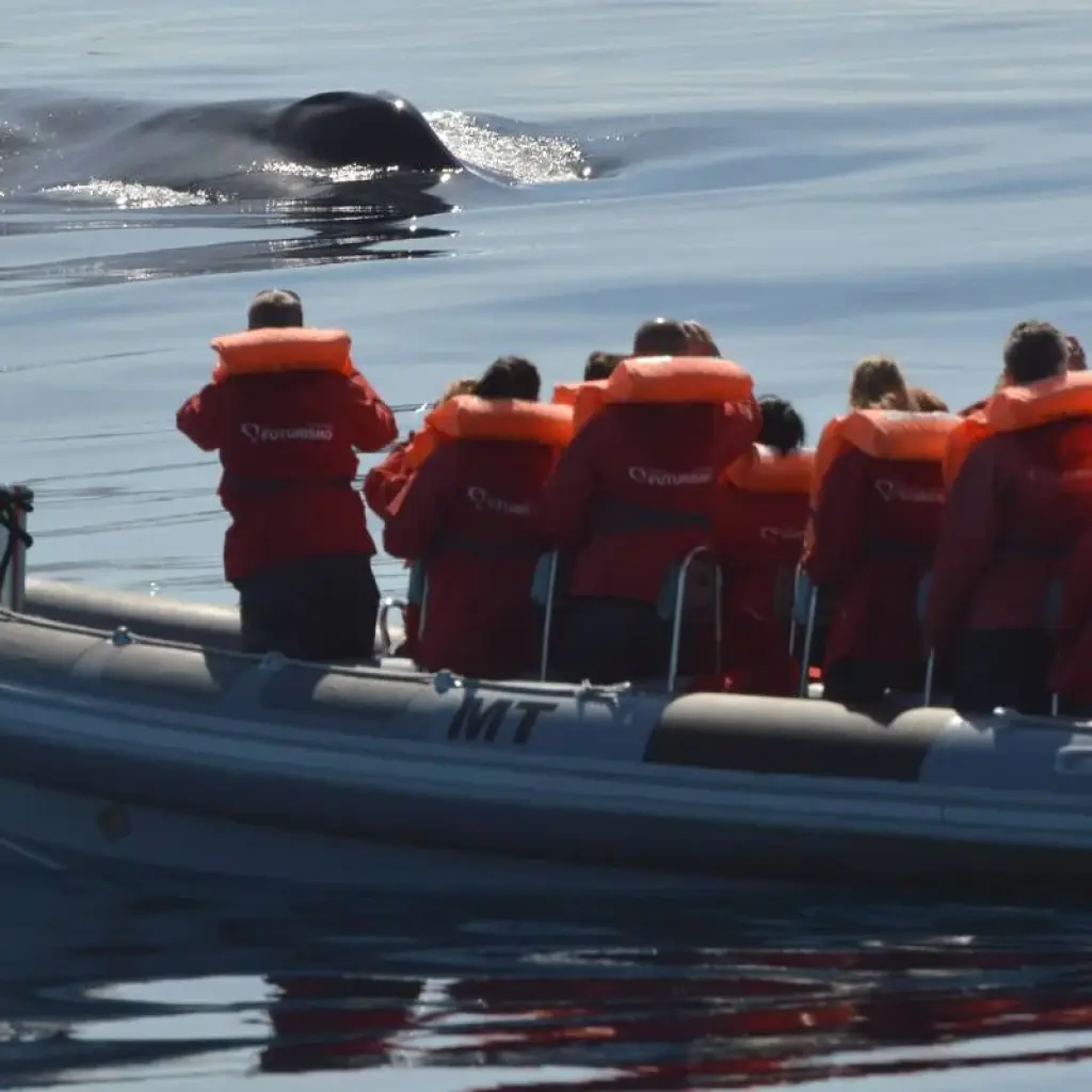 Explore Discover Pico Island - Hiking, Sightseeing and More for 7 days with Futurismo Azores Adventures and discover unforgettable experiences - Photo 2