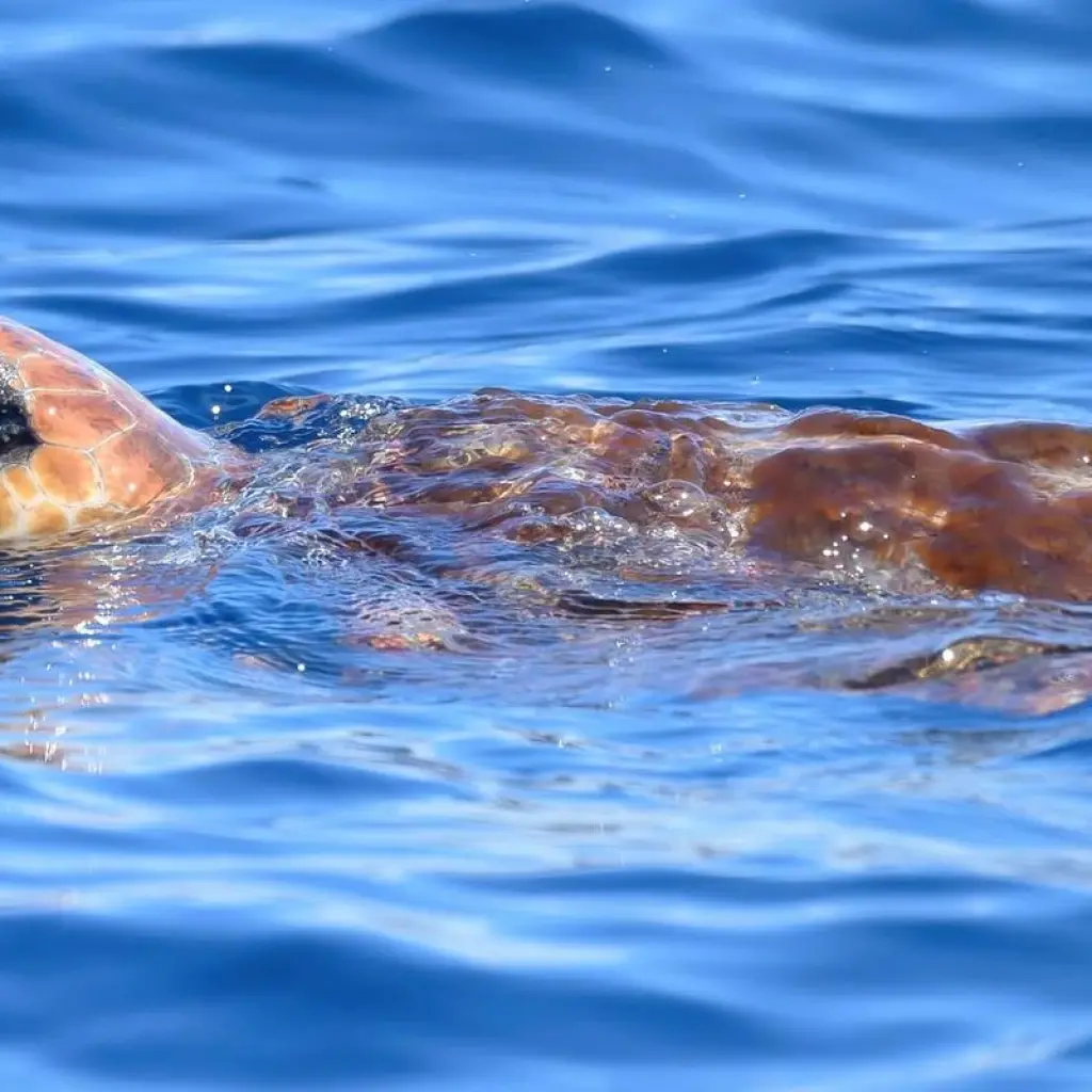 Explore The Whales Expedition for 7 days with Futurismo Azores Adventures and discover unforgettable experiences - Photo 2