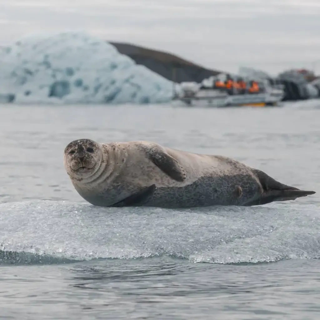 Explore 17 Days Combo Iceland Circle & Westfjords of Iceland for 17 days with GJ Travel and discover unforgettable experiences - Photo 2