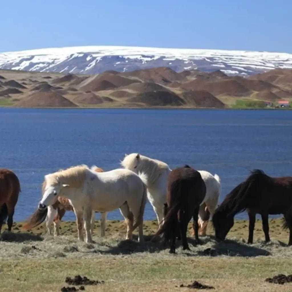 Explore 8 Days Guided Iceland Circle for 8 days with GJ Travel and discover unforgettable experiences - Photo 2