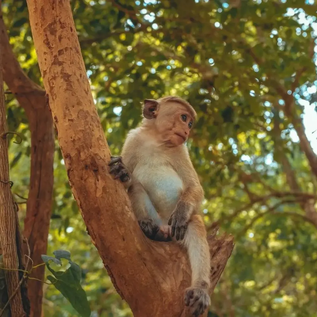 Explore Sri Lanka: Spice Gardens & Seasides for 12 days with G Adventures and discover unforgettable experiences - Photo 2