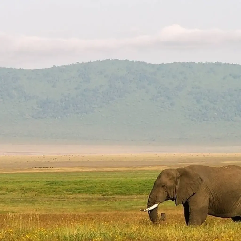 Explore Serengeti Safari & Zanzibar for 12 days with G Adventures and discover unforgettable experiences - Photo 2