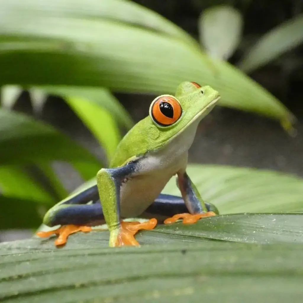 Explore Wellness Costa Rica for 8 days with G Adventures and discover unforgettable experiences - Photo 2