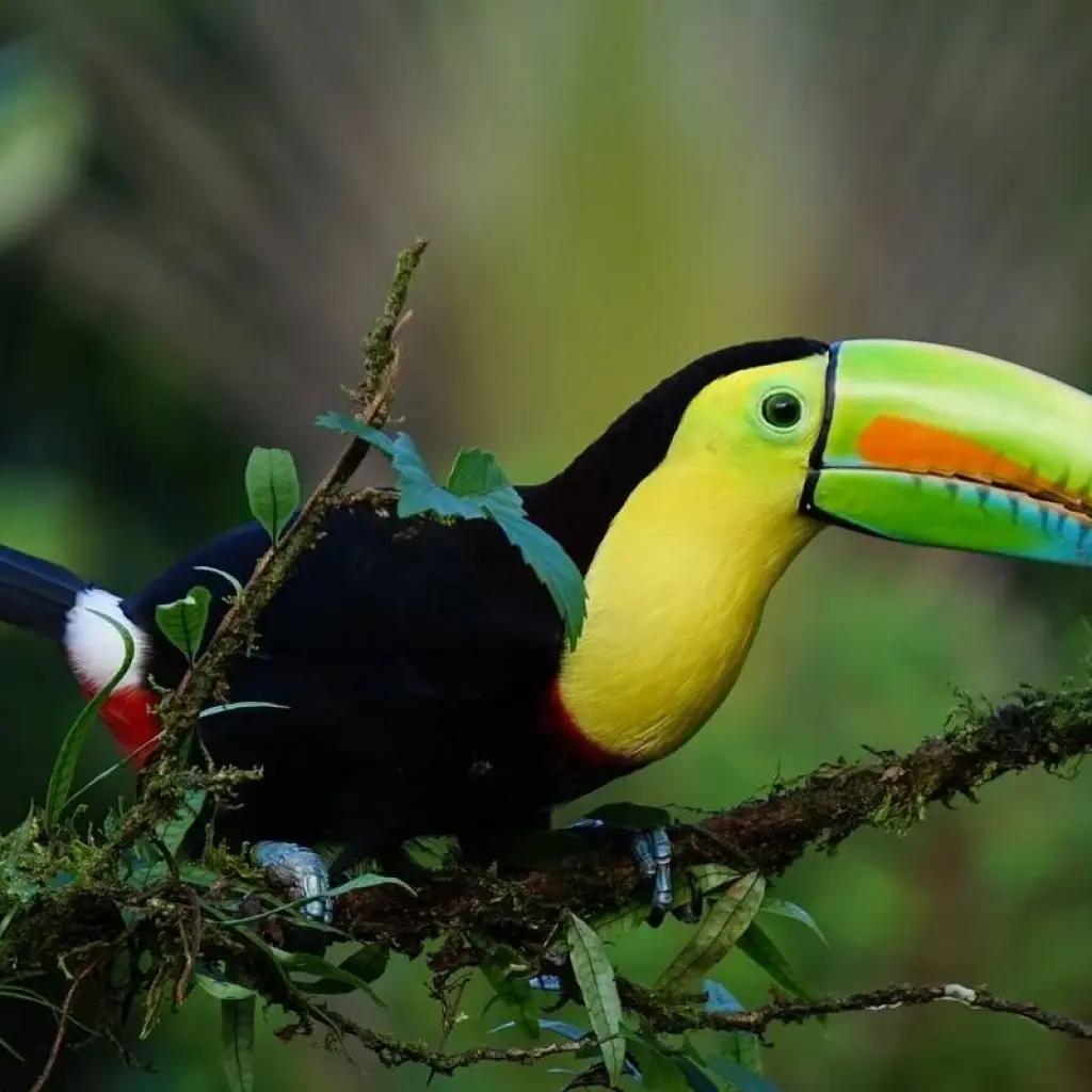 Explore Costa Rica Active Adventure for 13 days with G Adventures and discover unforgettable experiences - Photo 2