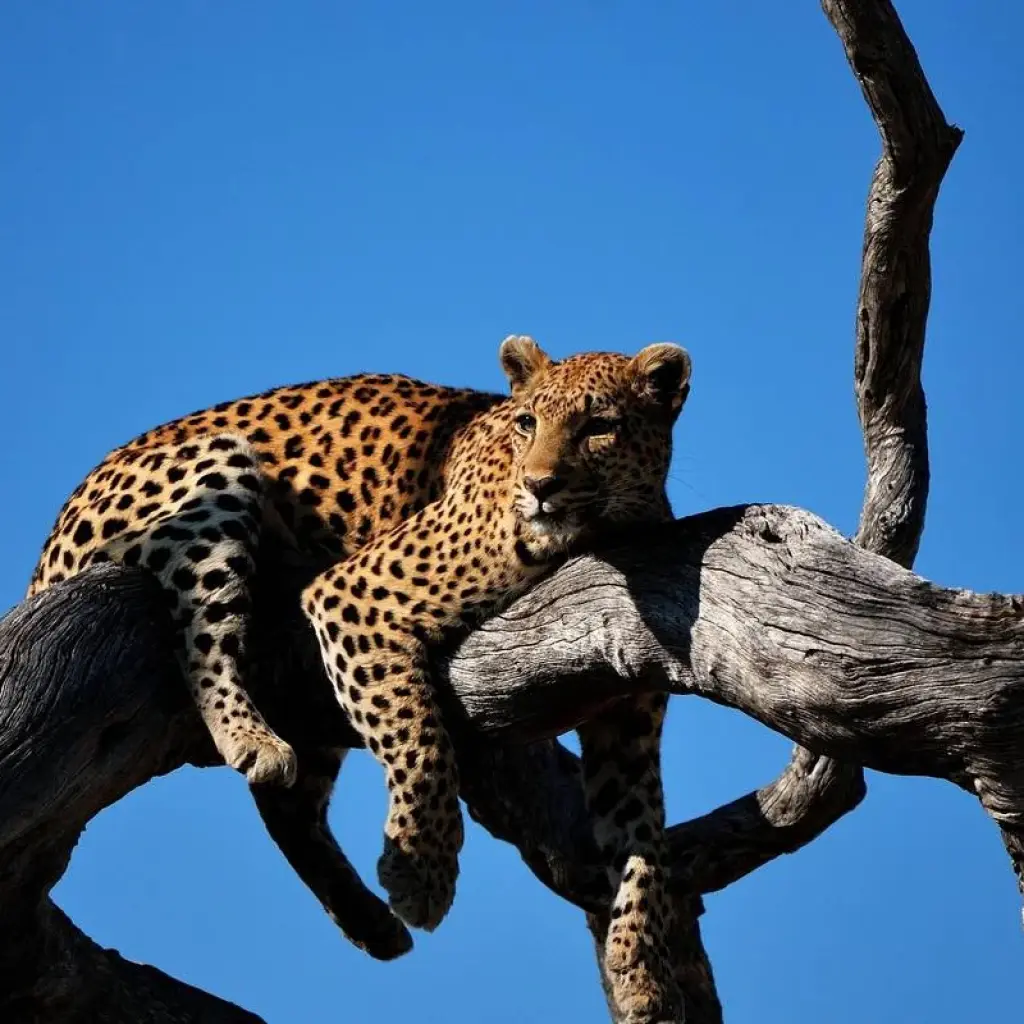 Explore Victoria Falls to Windhoek Overland Safari for 8 days with G Adventures and discover unforgettable experiences - Photo 2