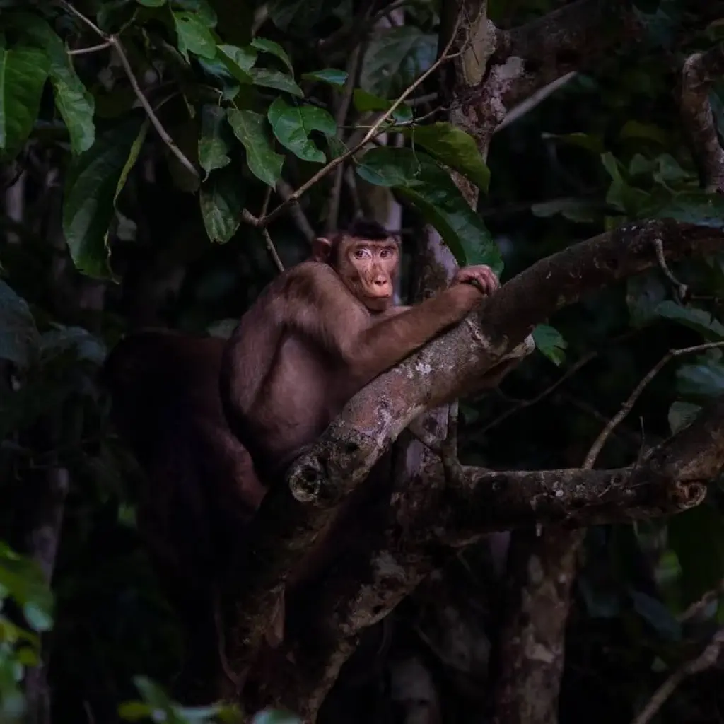 Explore Borneo – East Sabah Adventure for 8 days with G Adventures and discover unforgettable experiences - Photo 2