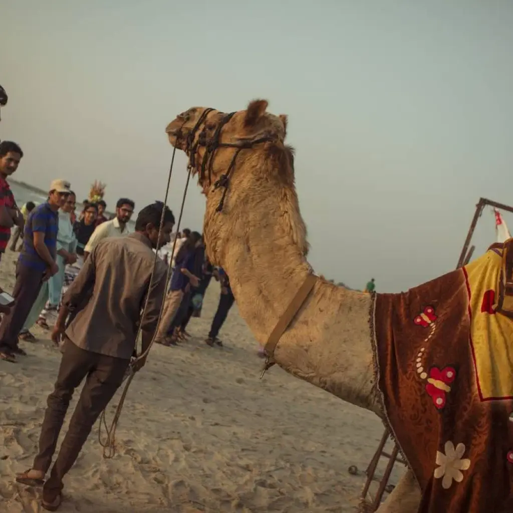 Explore India Encompassed for 28 days with G Adventures and discover unforgettable experiences - Photo 2