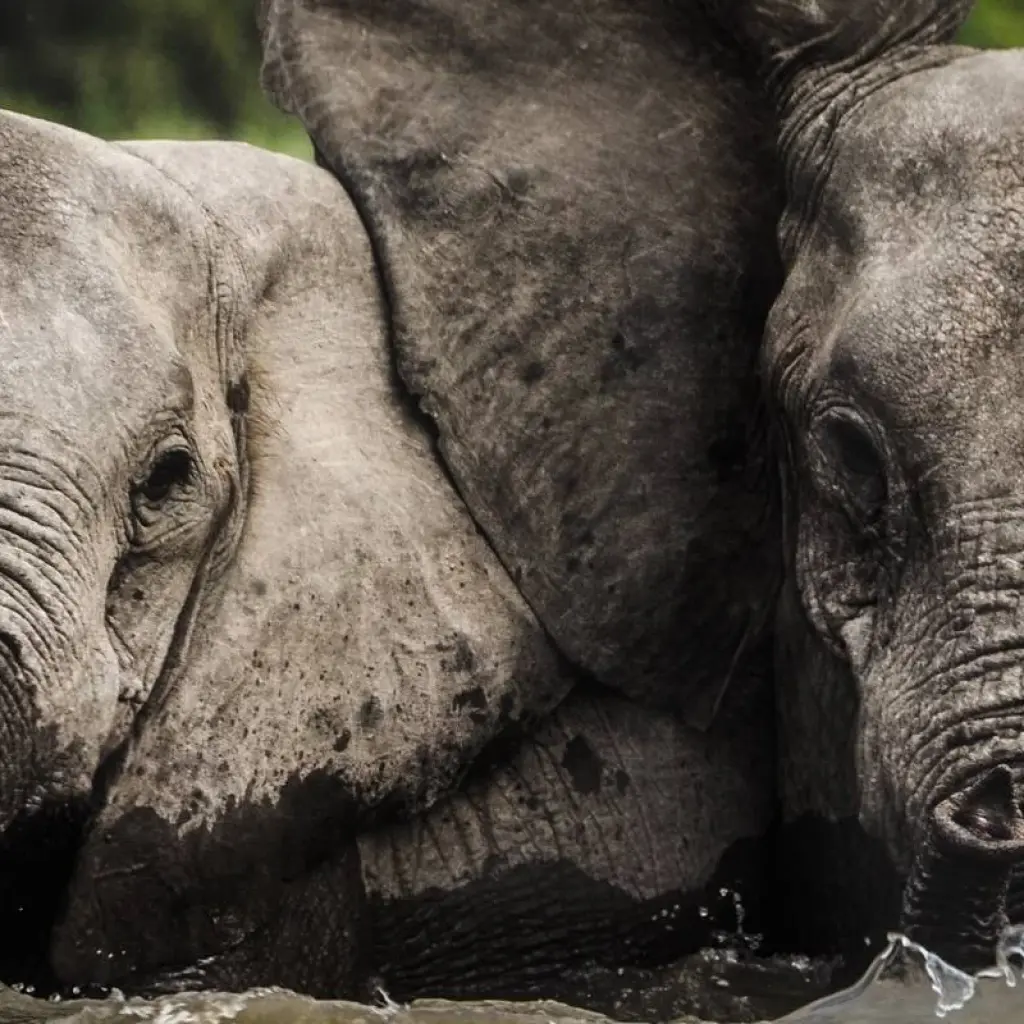 Explore 5 Days Serengeti Migration Safari for 5 days with Gecko Adventure and discover unforgettable experiences - Photo 2