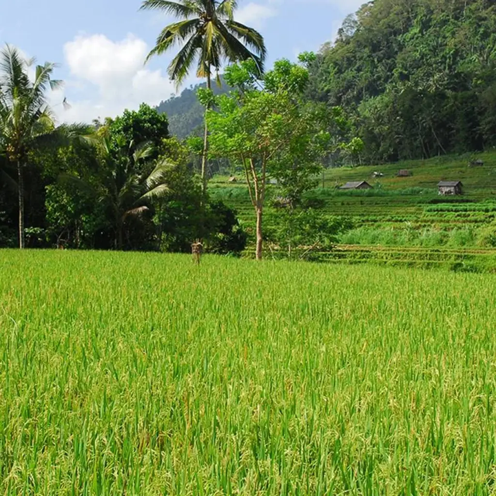 Explore indonesian Diversity on Sumatra, Java and Bali for 19 days with Gebeco and discover unforgettable experiences - Photo 2