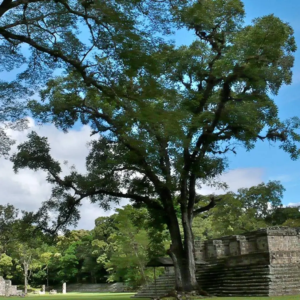 Explore Guatemala ─ in the Land of the bird of the Gods for 16 days with Gebeco and discover unforgettable experiences - Photo 2