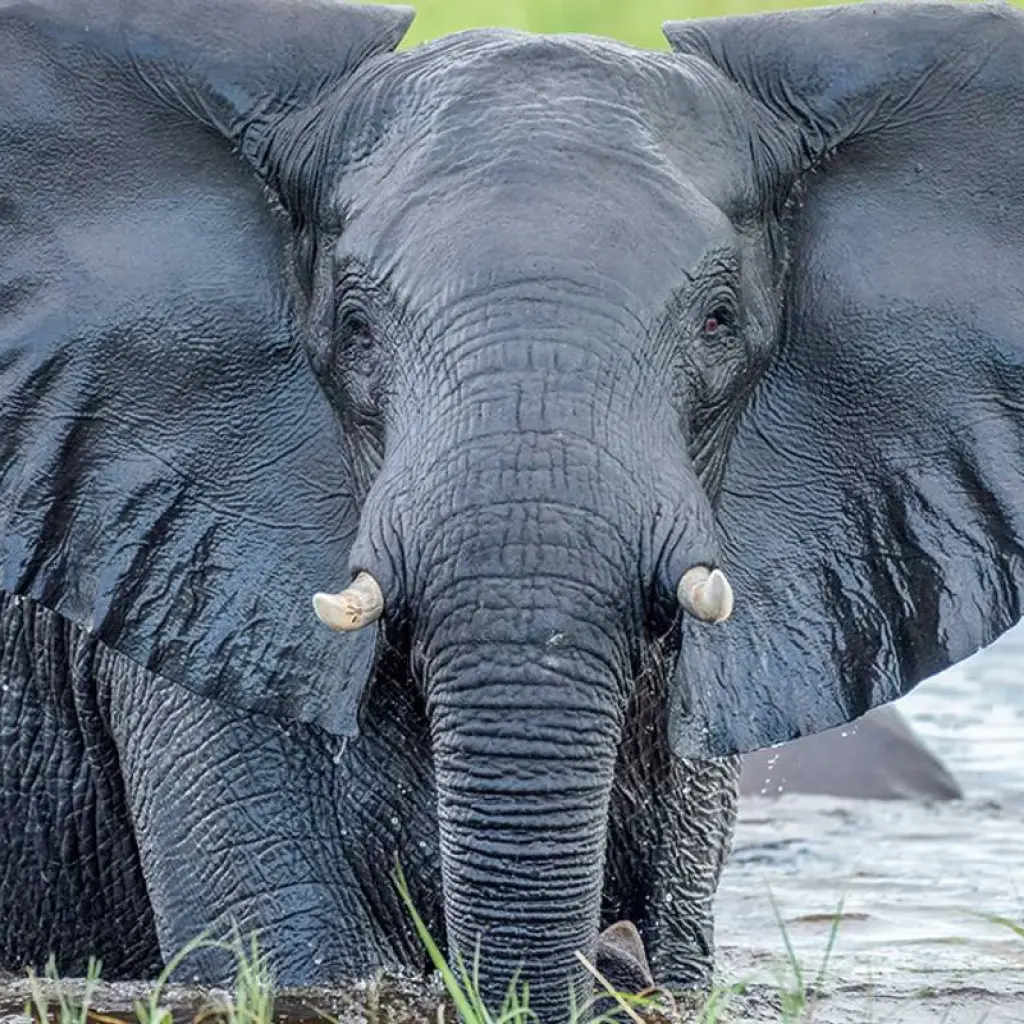 Explore Namibia - From Windhoek to the Victoria Falls for 14 days with Gebeco and discover unforgettable experiences - Photo 2