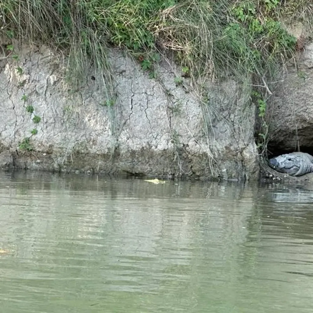 Explore Bardia Tower Night Stay Package for 3 days with Getaway Nepal Adventure Pvt. Ltd and discover unforgettable experiences - Photo 2