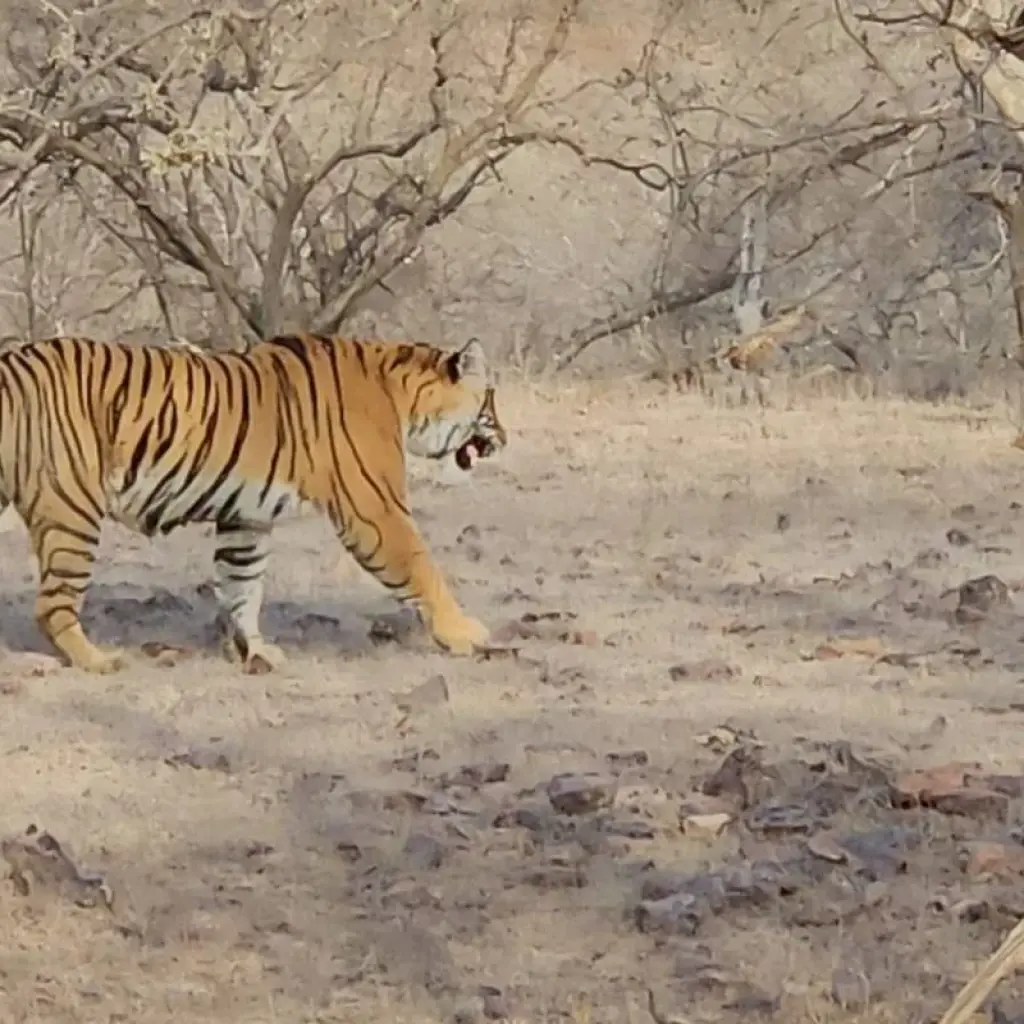 Explore Golden Triangle with Tiger / 7 Nights / 4 Star Hotel with Breakfast / Private Transfer for 8 days with Go My Journey and discover unforgettable experiences - Photo 2