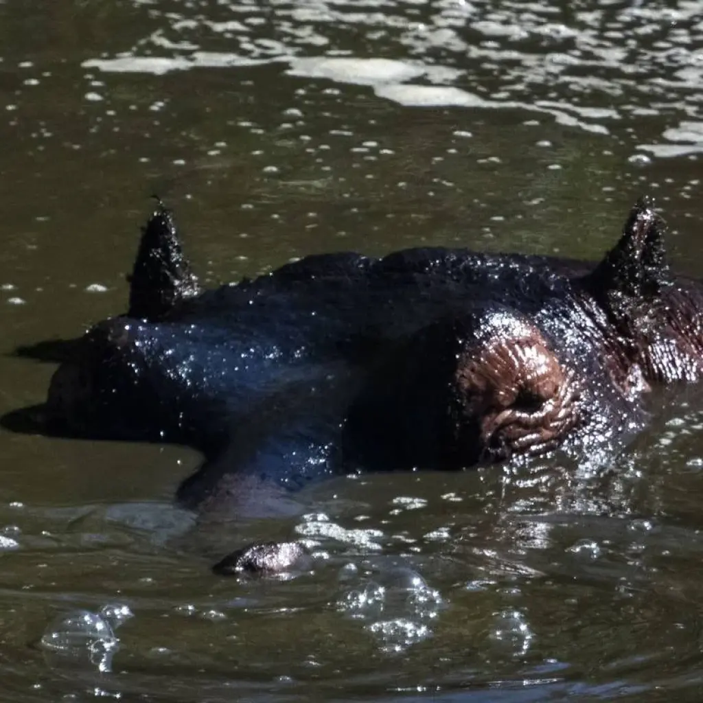 Explore 11 Days Gorillas & The Great Migration and Big Five for 11 days with GoExplore Safaris and discover unforgettable experiences - Photo 2