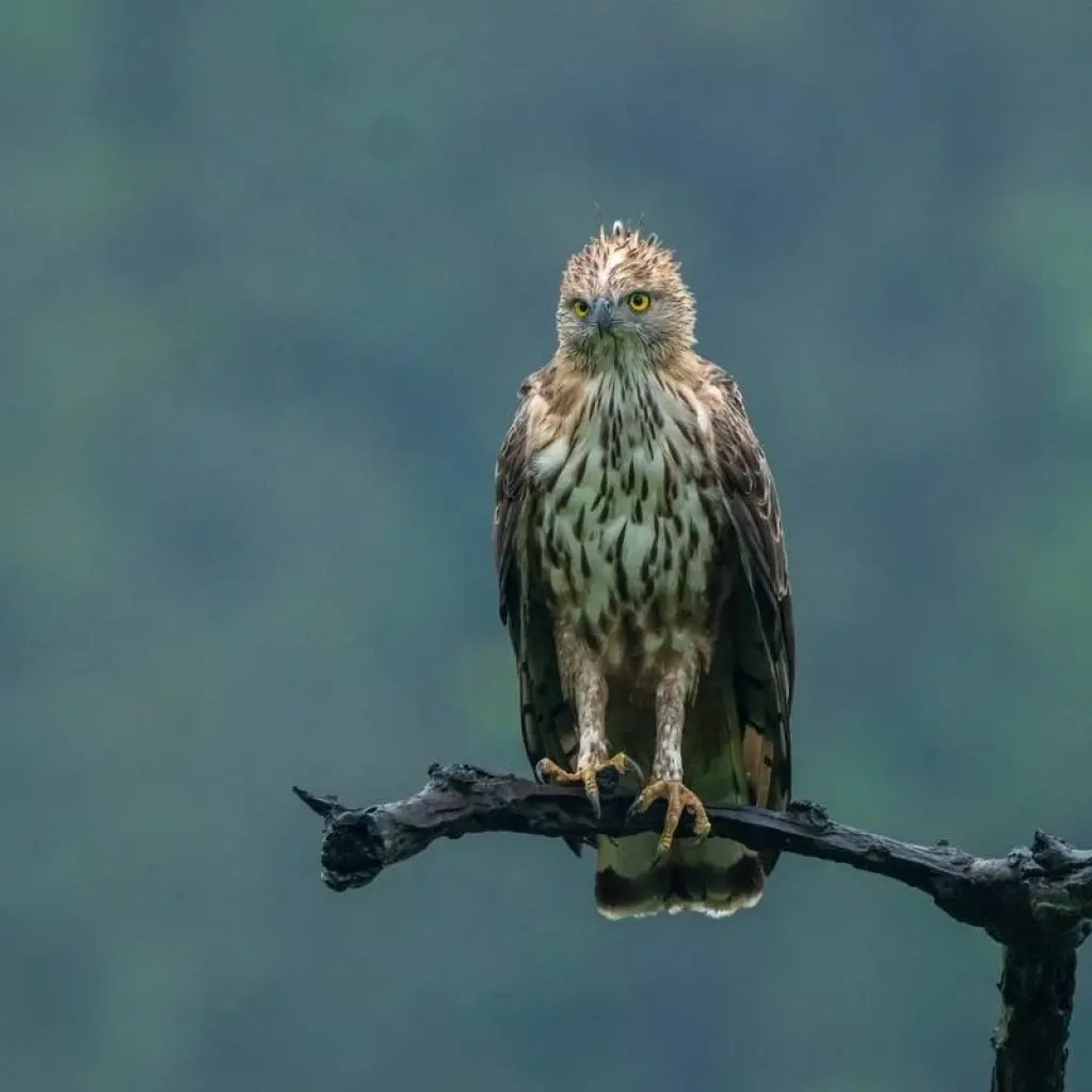 Explore Bandhavgarh Jungle Safari Tour Package for 3 days with GoBook India Tours and discover unforgettable experiences - Photo 2