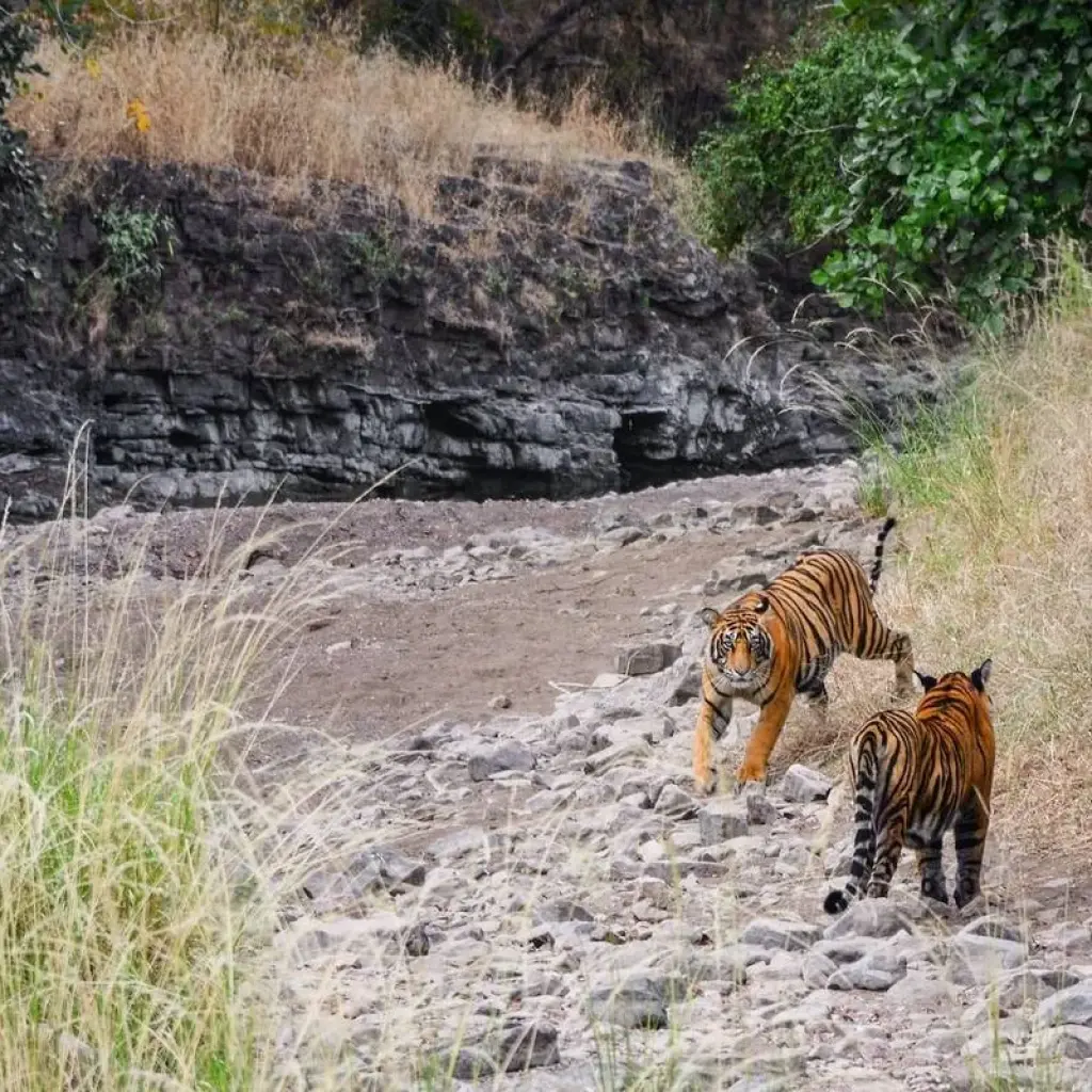 Explore Ranthambore Tiger Photography Tour for 8 days with GoBook India Tours and discover unforgettable experiences - Photo 2