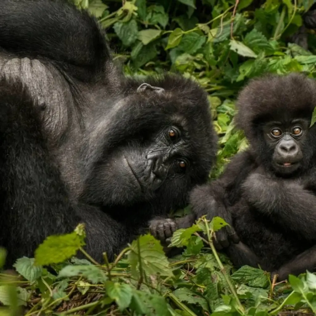 Explore 4-Day Gorilla Trekking & Golden Monkeys for 4 days with Golden Rwanda Safaris Ltd and discover unforgettable experiences - Photo 2