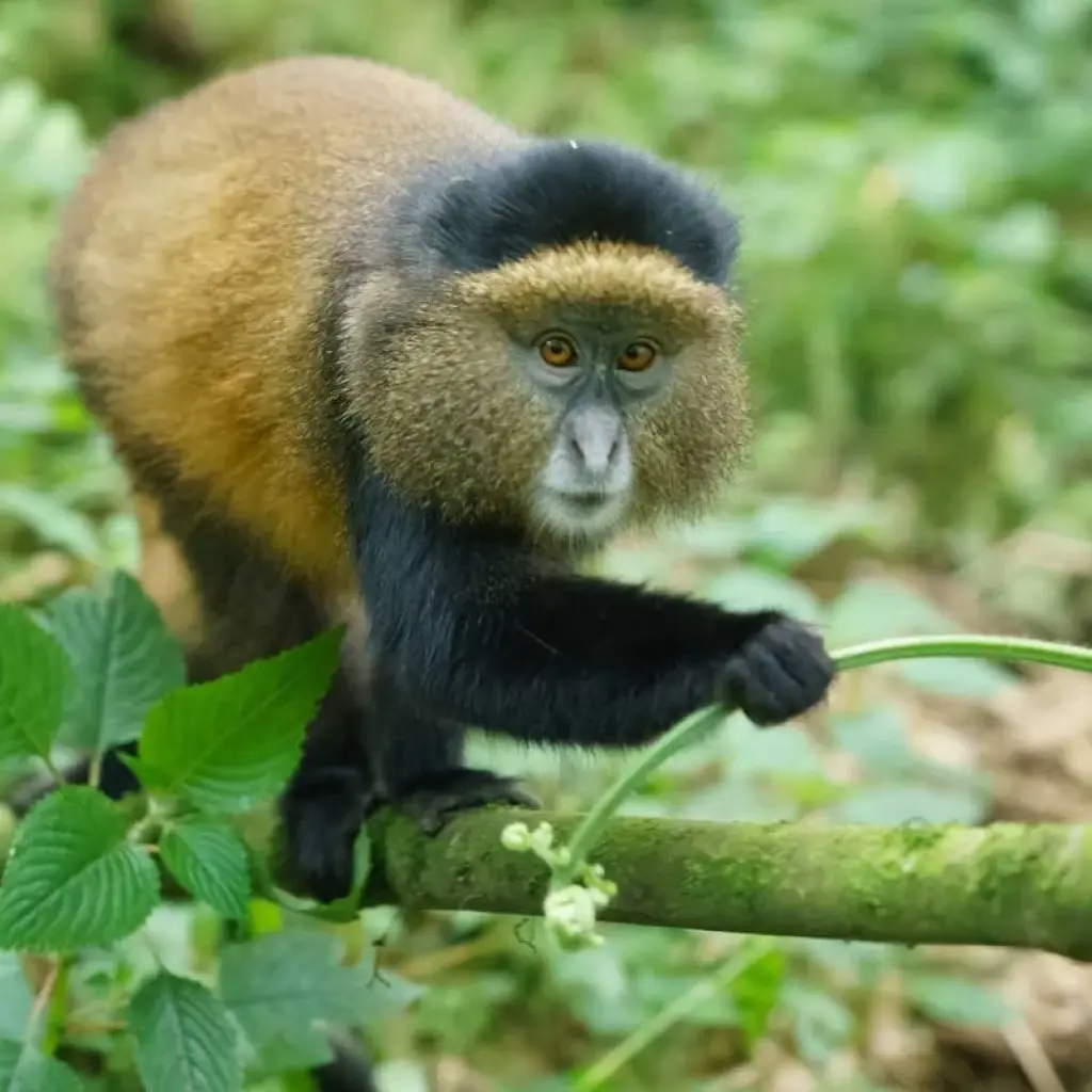 Explore 3-Day Combined Nyungwe and Akagera National Park for 3 days with Golden Rwanda Safaris Ltd and discover unforgettable experiences - Photo 2