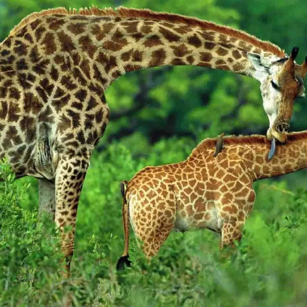 Explore 12-Day Rwanda Safari & Beyond (Volcano National Park, Nyungwe Forest National Park, Akagera National Park) for 12 days with Golden Rwanda Safaris Ltd and discover unforgettable experiences - Photo 2