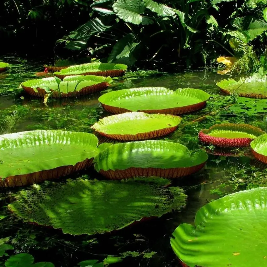 Explore Wild Amazonas Adventure 4-Day Tour for 4 days with Gran Colombia Tours and discover unforgettable experiences - Photo 2