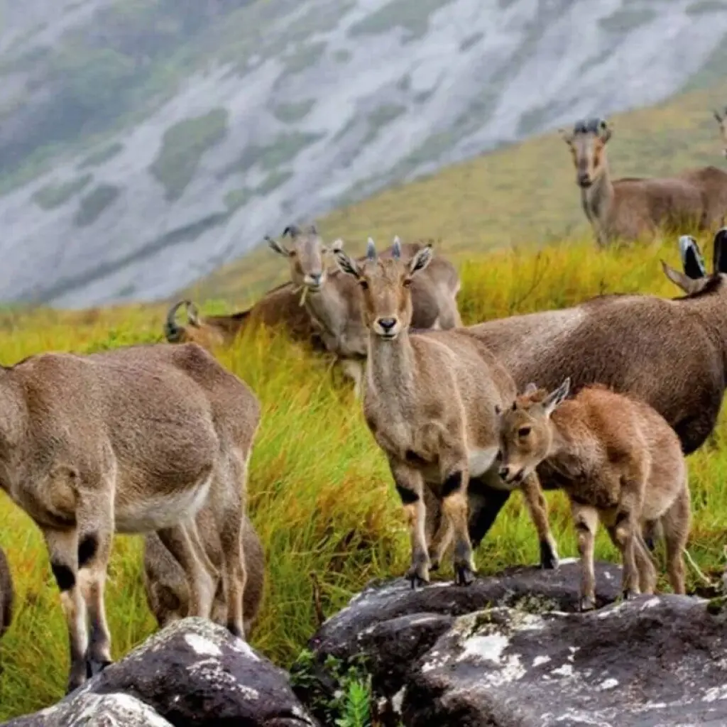 Explore Kerala Highlights Tour for 9 days with Golden Triangle India Tours and discover unforgettable experiences - Photo 2