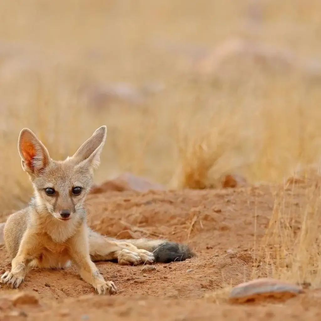 Explore North India Tour with Goa for 12 days with Golden Triangle India Tours and discover unforgettable experiences - Photo 2