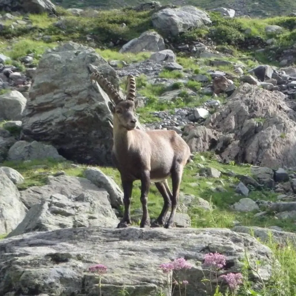 Explore Tour du Mont Blanc 8 Days Self-Guided for 8 days with Grand Angle  and discover unforgettable experiences - Photo 2