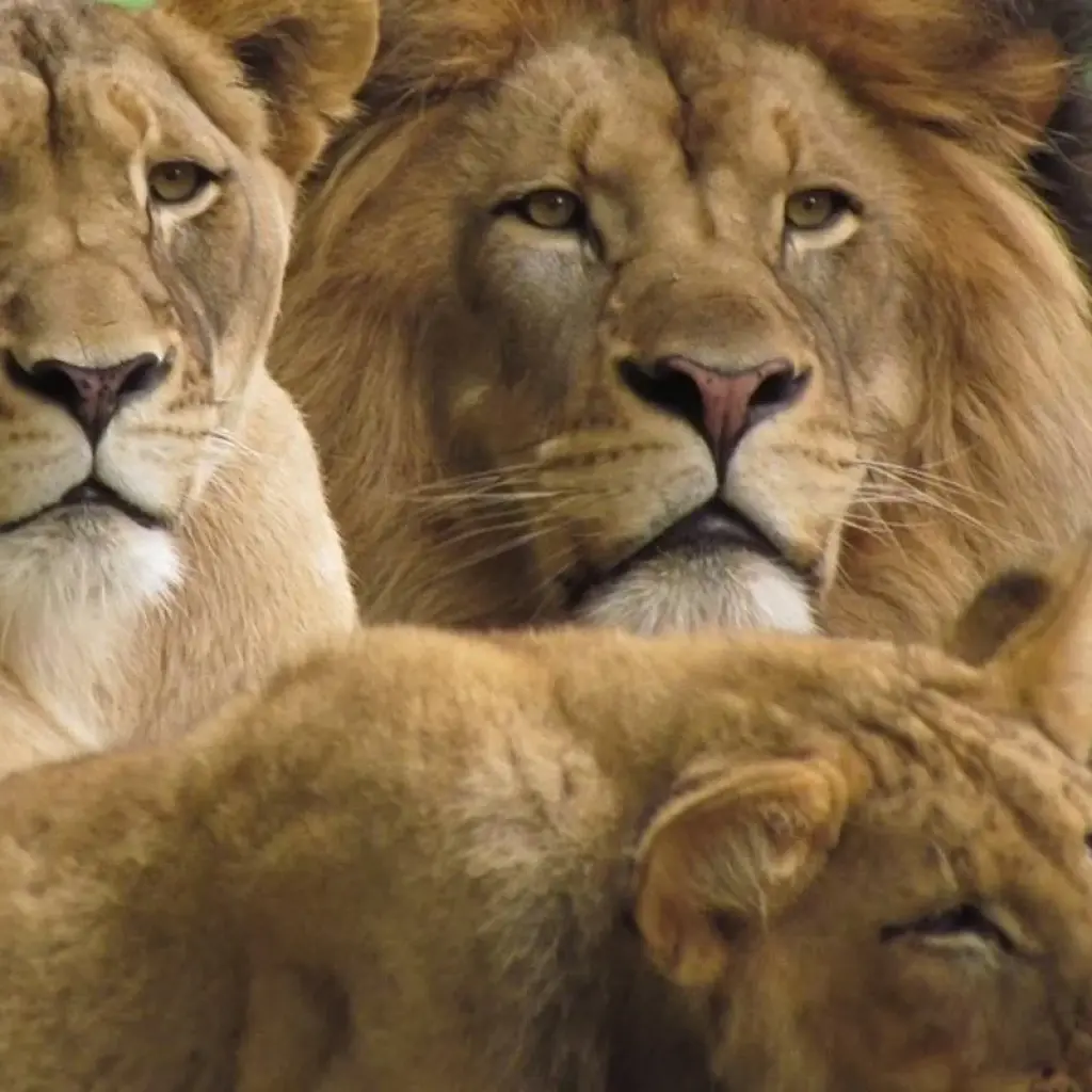 Explore 9 days Amboseli, Nakuru, Masai Mara, Serengeti & Ngorongoro tour for 9 days with Gracepatt Ecotours Kenya and discover unforgettable experiences - Photo 2