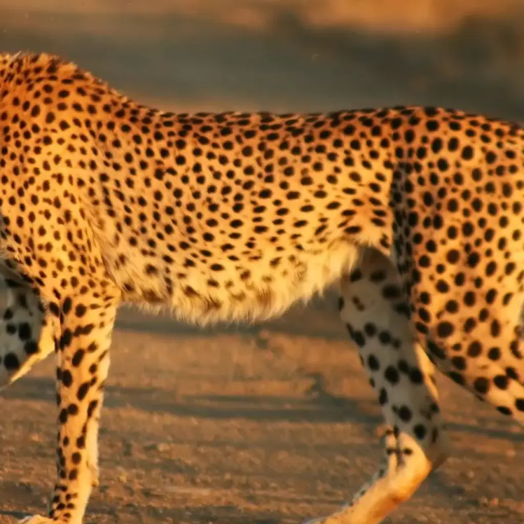 Explore 11 Days East African Classic Safari (Wildebeest Migration Feasible) for 11 days with Gracepatt Ecotours Kenya and discover unforgettable experiences - Photo 2