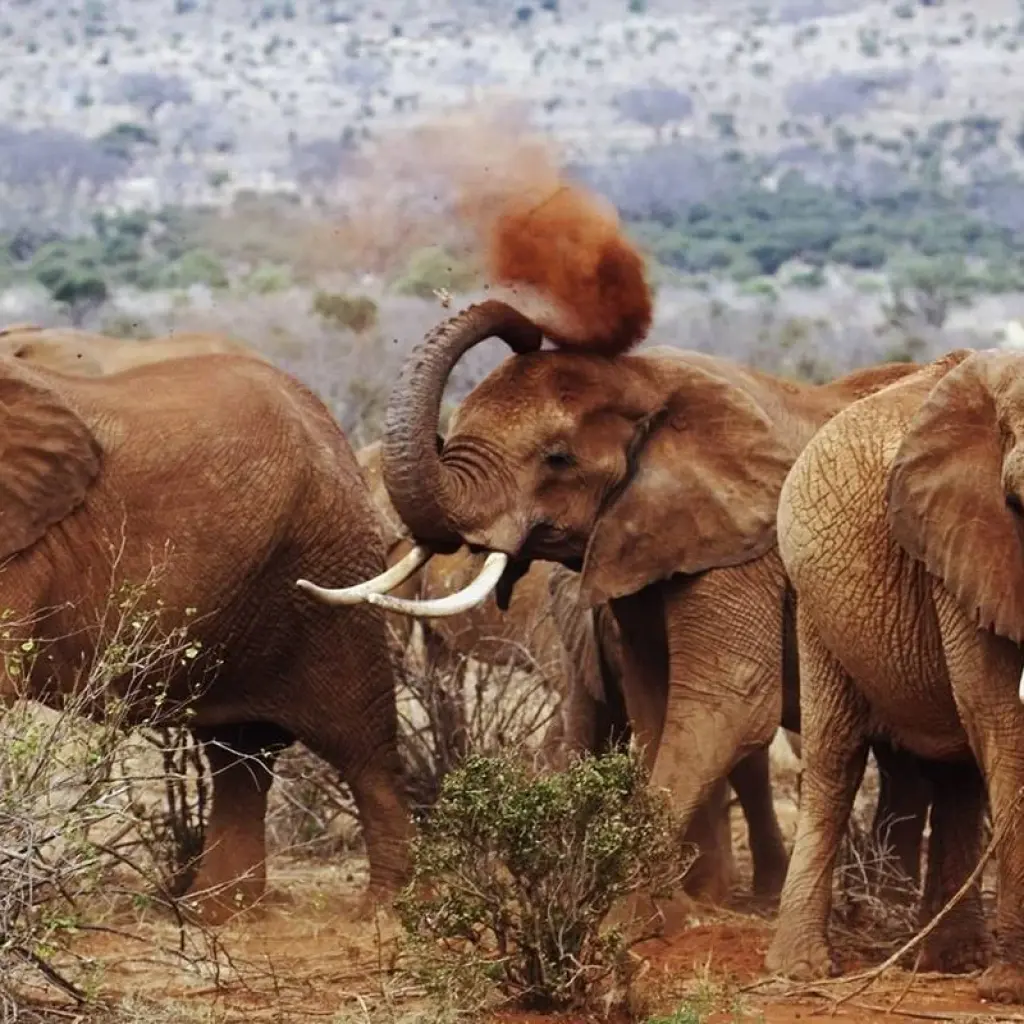 Explore 6 Day Luxury Lodge Safari: Amboseli, Tsavo West, Tsavo East, Mombasa for 6 days with Gracepatt Ecotours Kenya and discover unforgettable experiences - Photo 2
