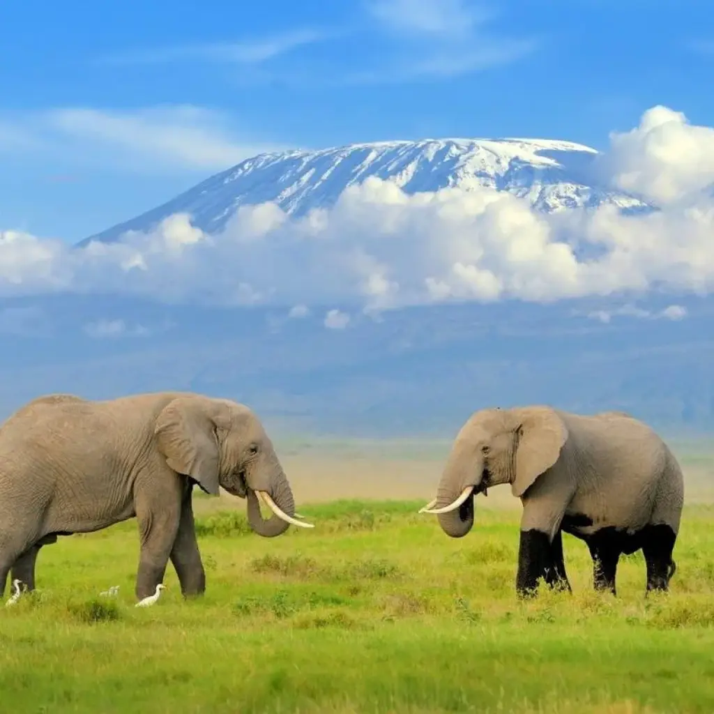 Explore 5-Day Tsavo East, Tsavo West & Amboseli Private Wildlife Luxury Safari for 5 days with Gracepatt Ecotours Kenya and discover unforgettable experiences - Photo 2