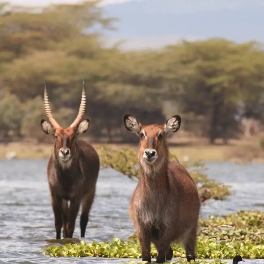 Explore 8 Days Tsavo East, Amboseli, Naivasha & Masai Mara Amazing Wildlife Safari From Mombasa or Nairobi for 8 days with Gracepatt Ecotours Kenya and discover unforgettable experiences - Photo 2