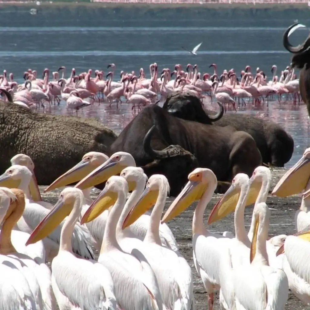 Explore 5-Day Masai Mara, Nakuru & Naivasha Private Safari - in a Landcruiser - for 5 days with Gracepatt Ecotours Kenya and discover unforgettable experiences - Photo 2