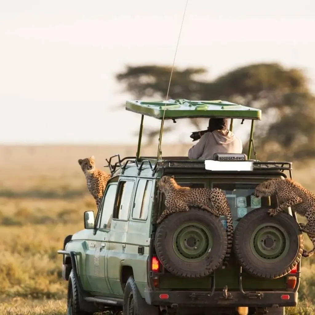 Explore 4-Day Serengeti and Ngorongoro Crater - 4 X 4 Cruiser-Comfort for 4 days with Gracepatt Ecotours Kenya and discover unforgettable experiences - Photo 2